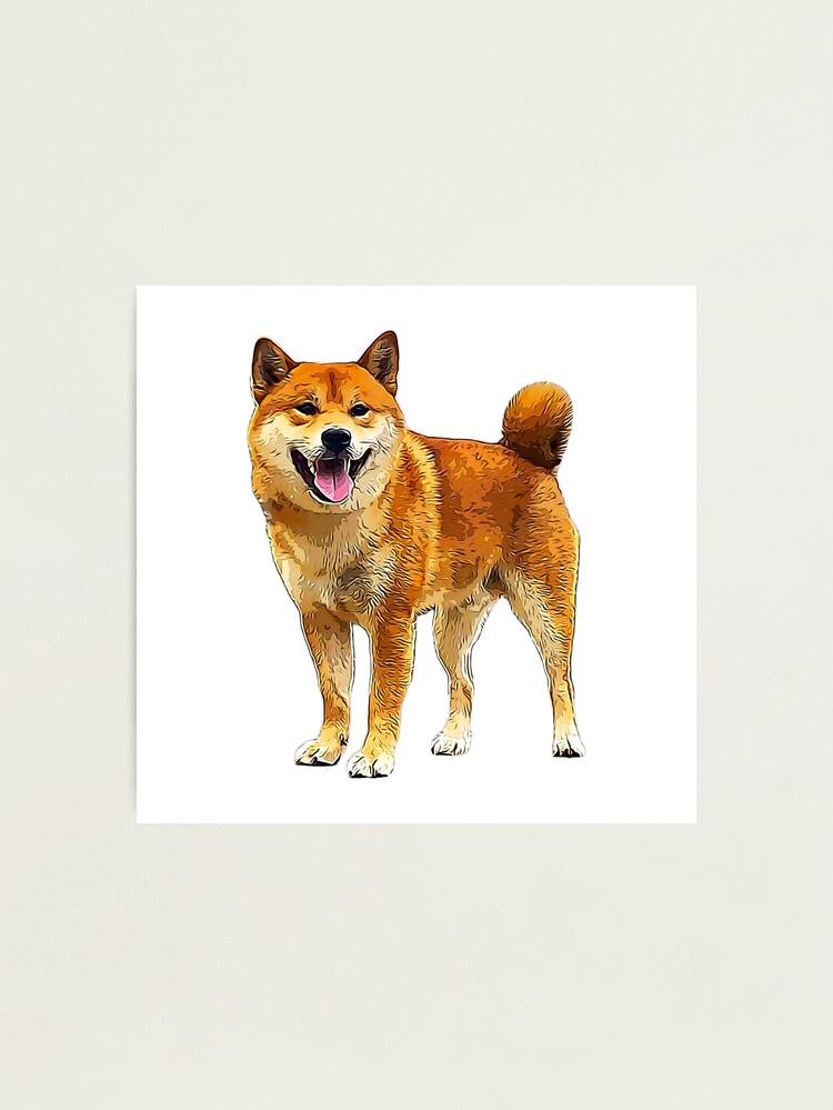 Shiba Inu Dog