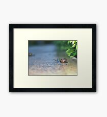 Waiting for you Framed Print