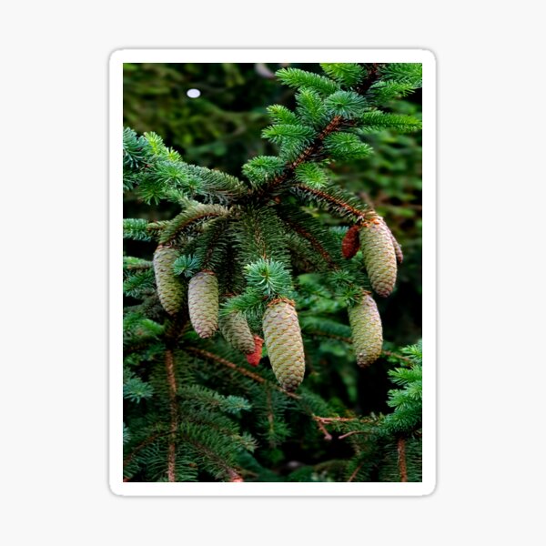 Item preview, fir tree designed and sold by Luci3120.