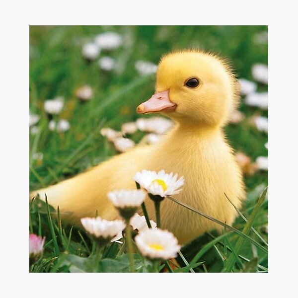 Duck in a field Photographic Print