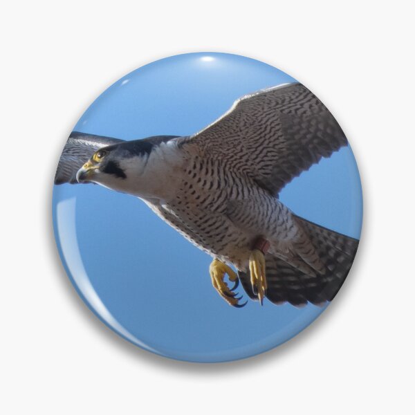Item preview, beautiful peregrine falcon designed and sold by tammy mellor.