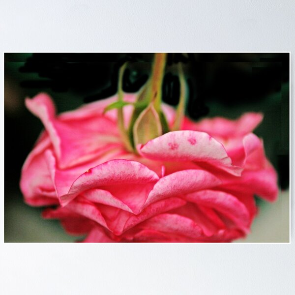 Item preview, Fallen Pink Rose flower designed and sold by Anna Lemos.