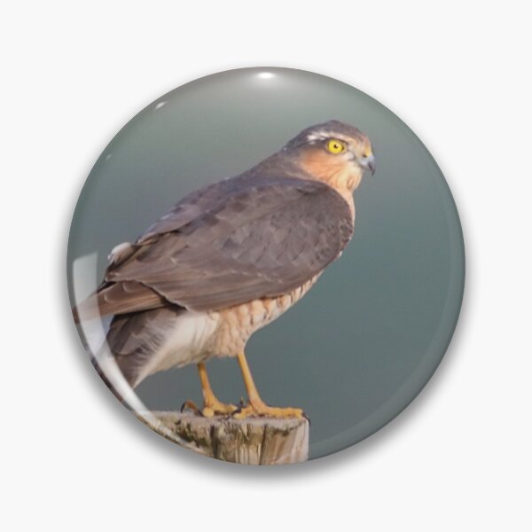Item preview, sparrow hawk on the look out designed and sold by tammy mellor.