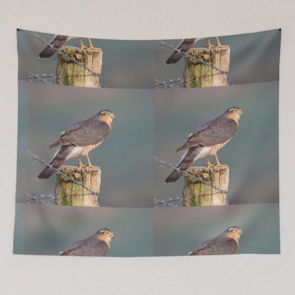 Item preview, sparrow hawk on the look out designed and sold by tammy mellor.