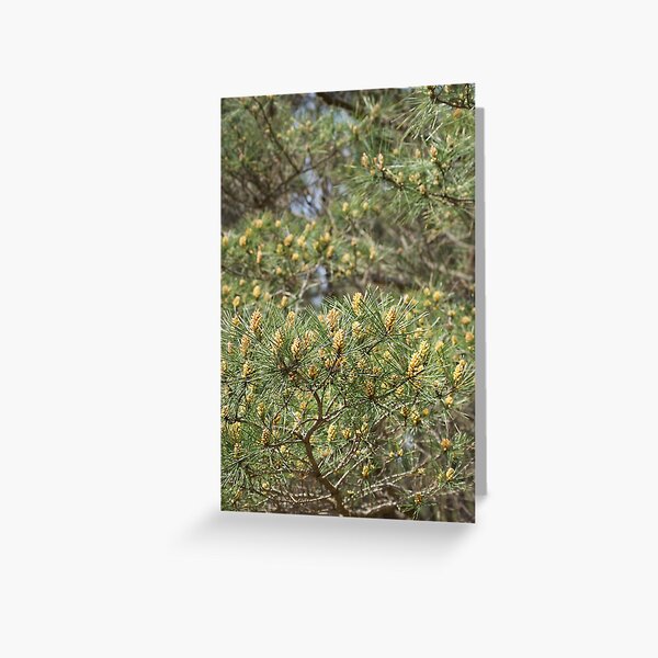 spring in the pine forest Greeting Card