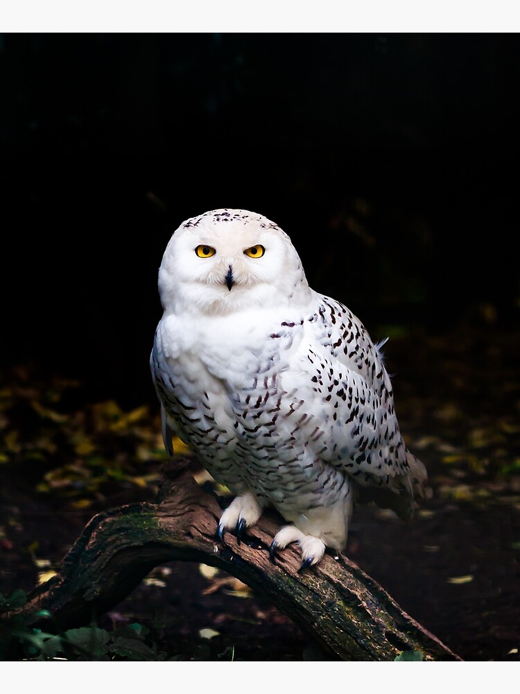 Majestic winter snowy owl by patriklovrin