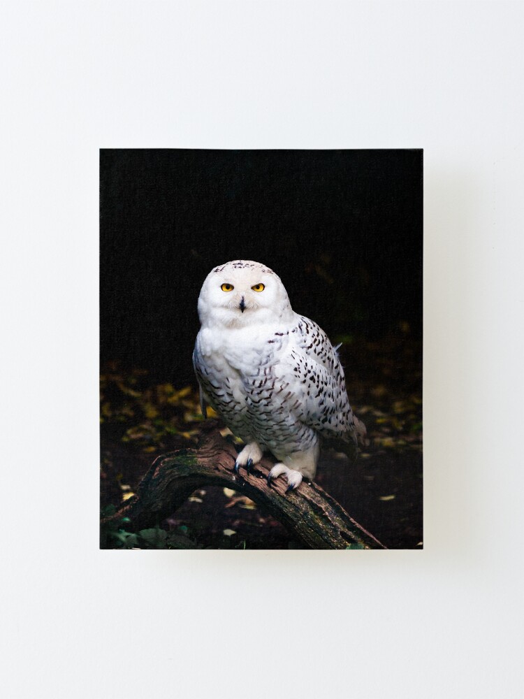 Alternate view of Majestic winter snowy owl Mounted Print
