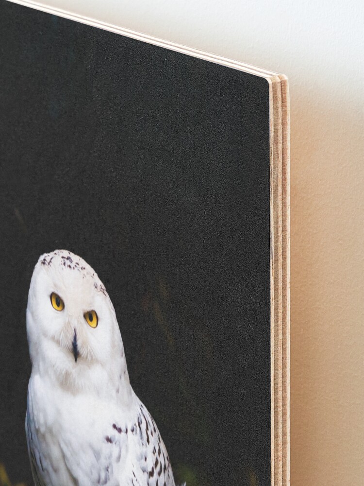 Alternate view of Majestic winter snowy owl Mounted Print