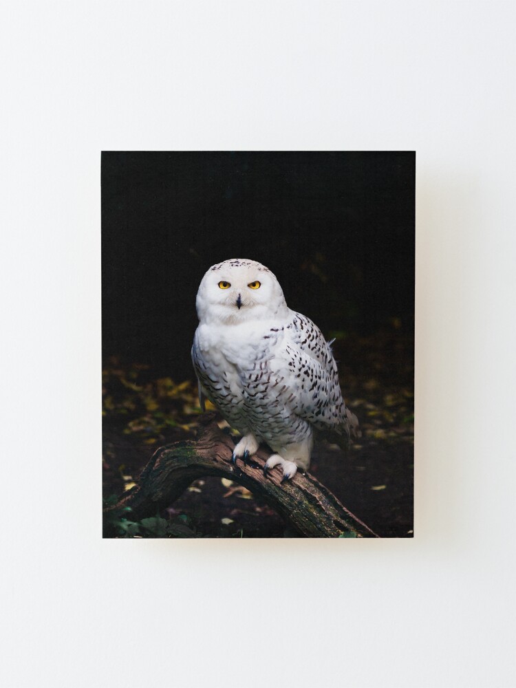 Alternate view of Majestic winter snowy owl Mounted Print