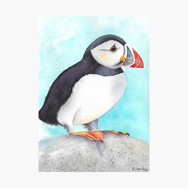 puffin watercolour