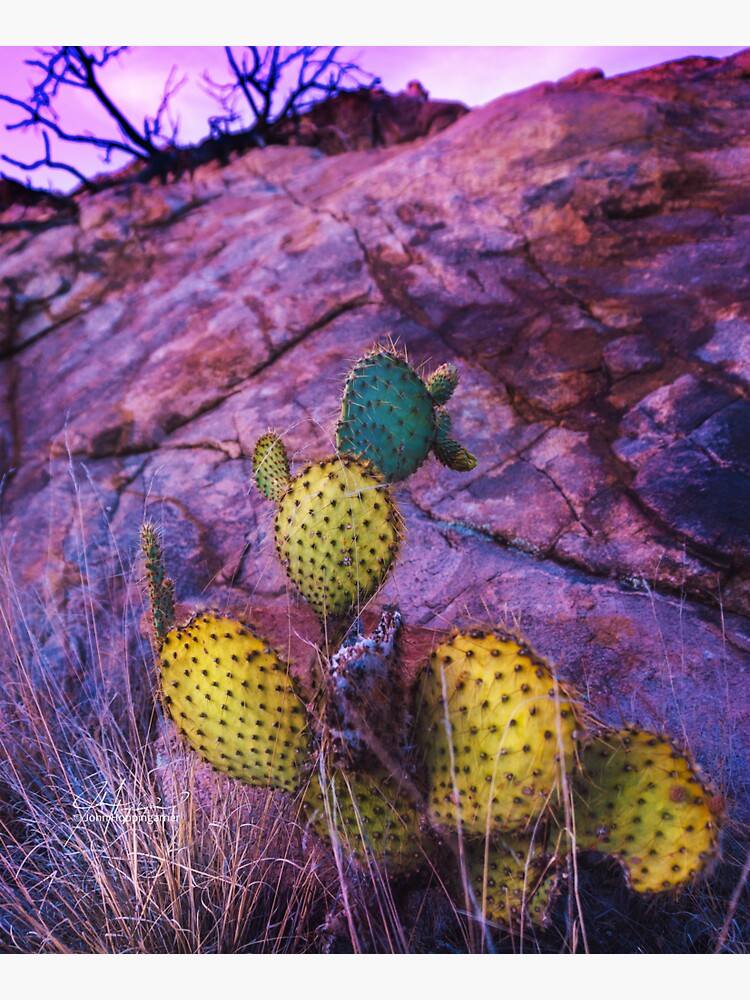 Prickly Purple Passion by JDHoop702