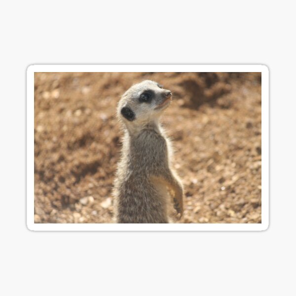Item preview, Baby Meerkats designed and sold by Hannah Marco.