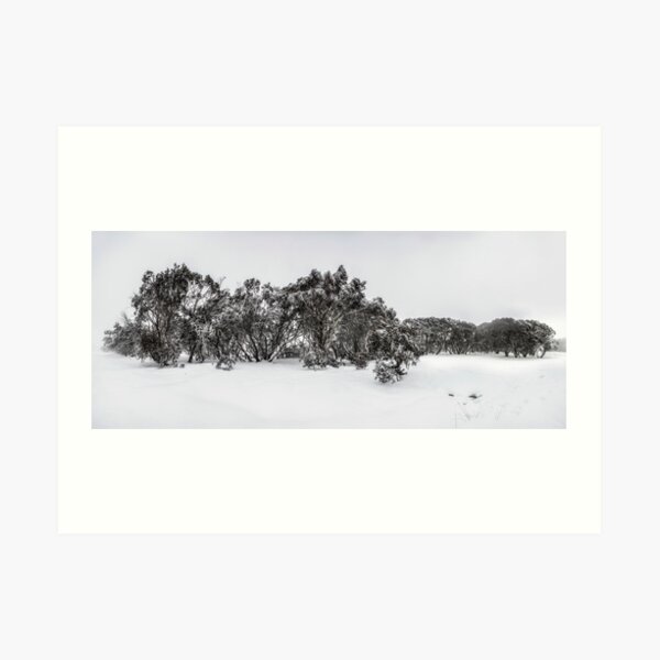 Snow gums of Mt Hotham Art Print