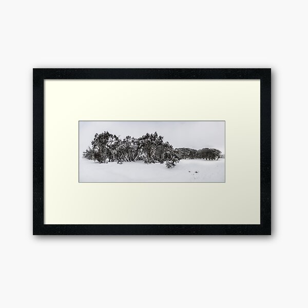 Snow gums of Mt Hotham Framed Art Print
