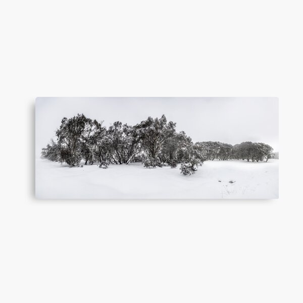 Snow gums of Mt Hotham Metal Print