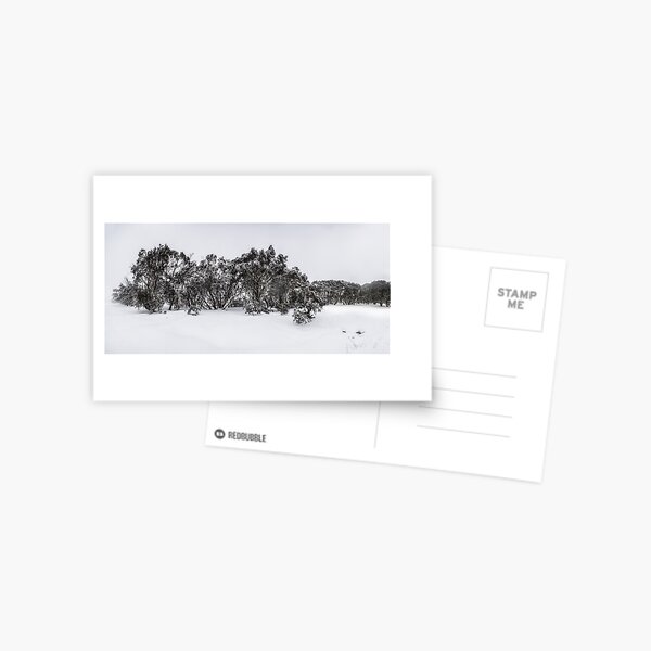 Snow gums of Mt Hotham Postcard