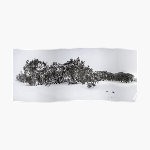 Snow gums of Mt Hotham Poster