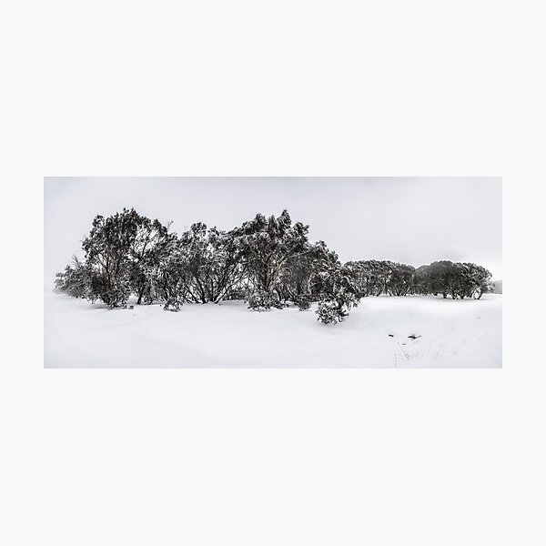 Snow gums of Mt Hotham Photographic Print