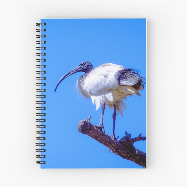 Item preview, The Australian White Ibis designed and sold by Steven Jodoin.