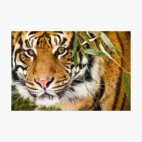 Item preview, Tiger: Hidden designed and sold by imgnrphx.