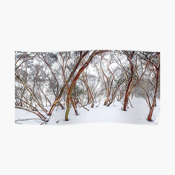 Snow Gum Poster