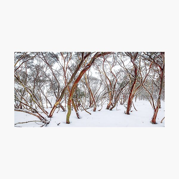 Item preview, Snow Gum designed and sold by hangingpixels.