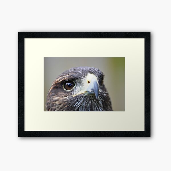 Harris Hawk Framed Art Print
