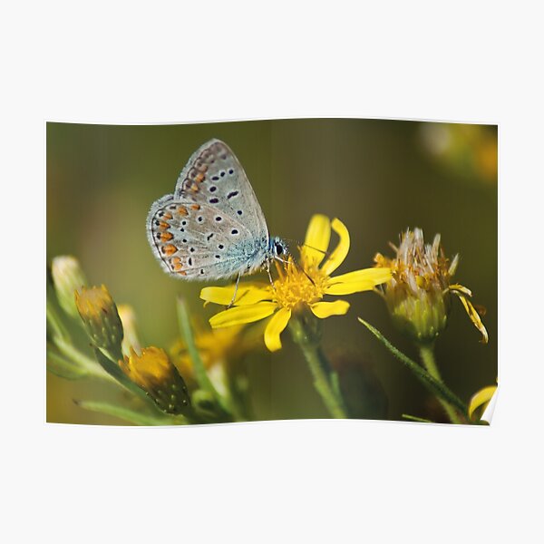 Polyommatus Icarus | Butterfly Poster