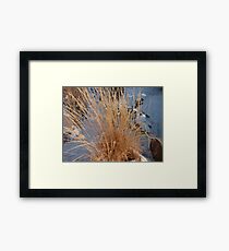 Sagebrush Framed Print