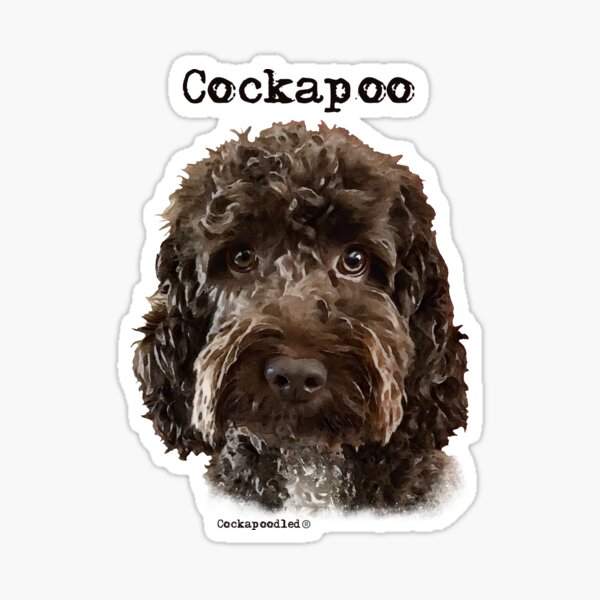 Chocolate Cockapoo Dog Sticker