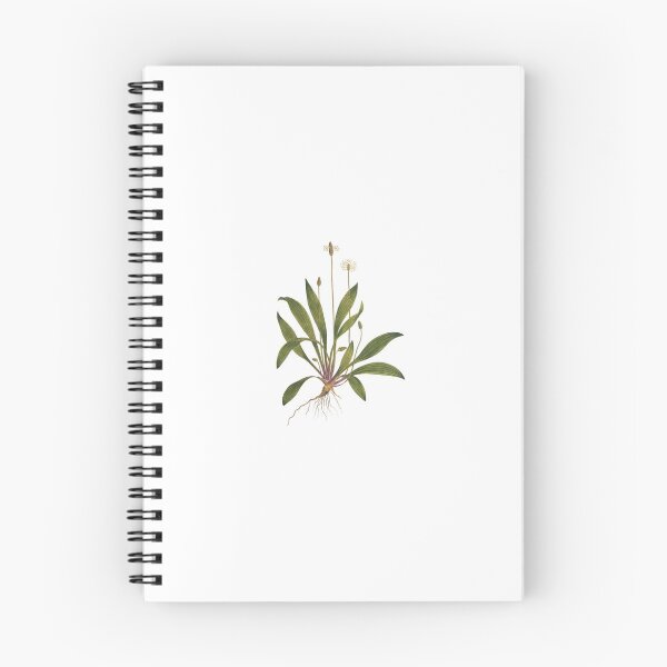Item preview, Just Grama- Plant Inspired- Ribwort Plantain designed and sold by BigfootBeauty.