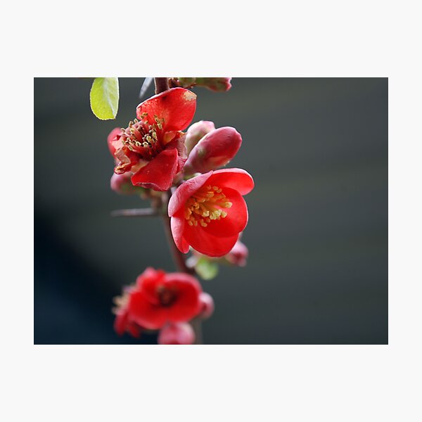 Item preview, Blossoming designed and sold by Lucy Adams.
