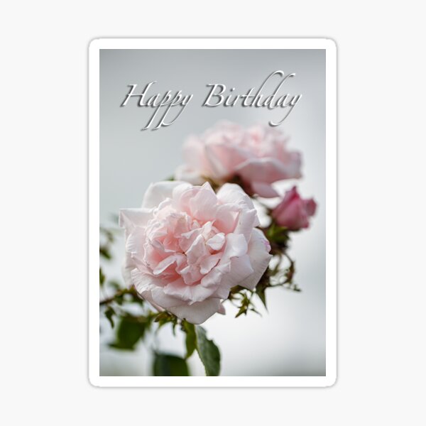 Soft pink rose birthday card Sticker