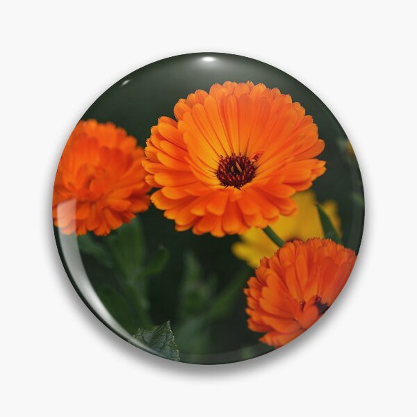 Item preview, Three orange marigolds as a greeting card designed and sold by  Roscorla Photography.