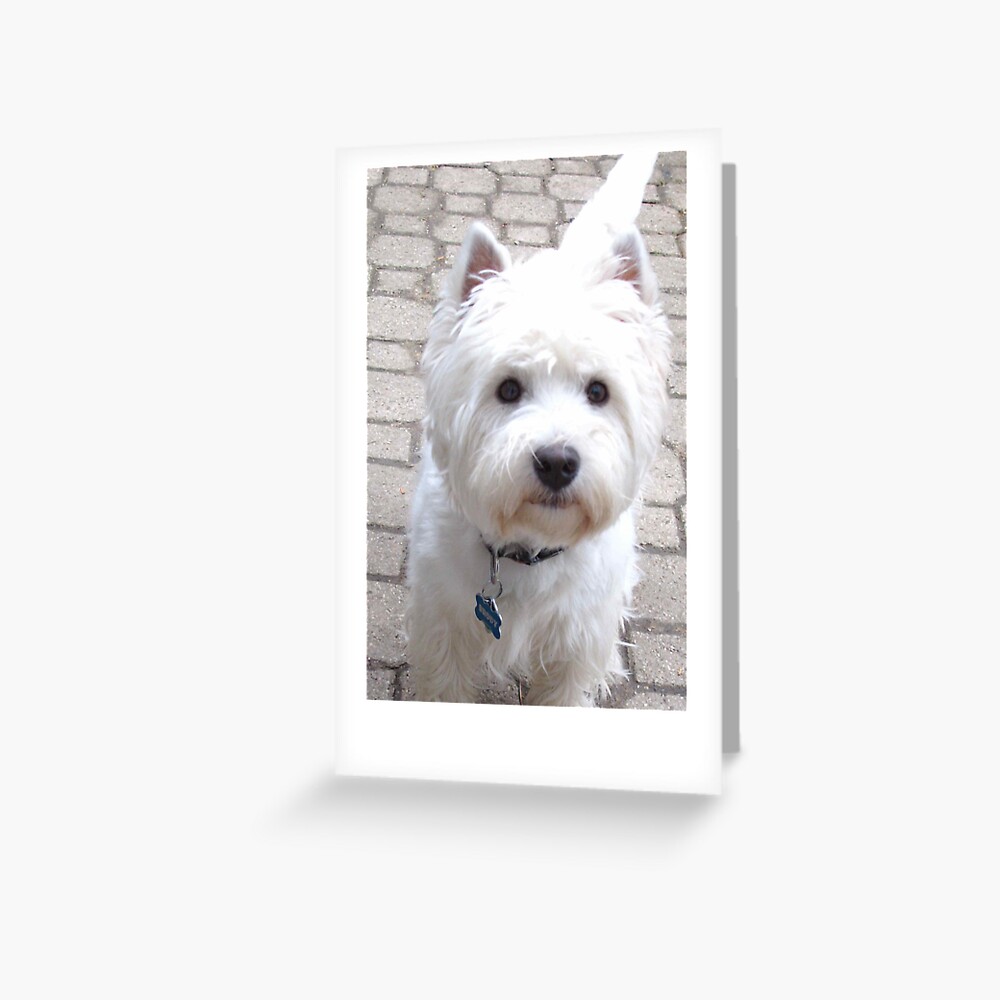 Snow White Terrier Greeting Card