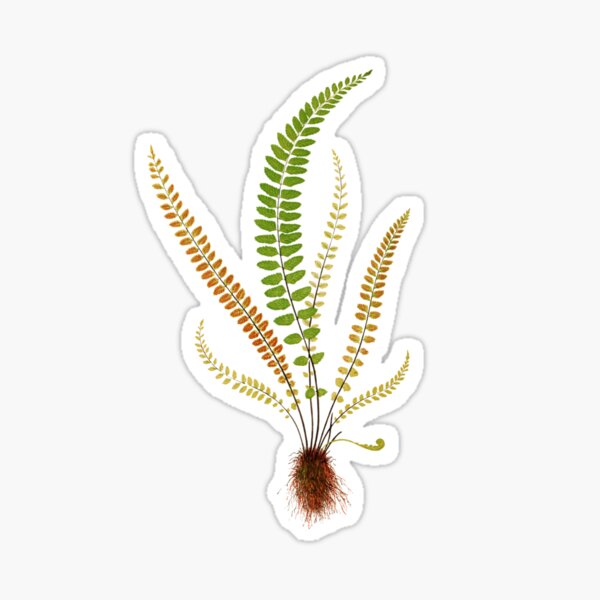 Just Grama- Plant Inspired- Maidenhair Spleenwort Sticker