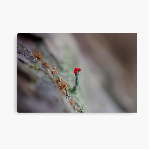 Pointedly lichen Metal Print