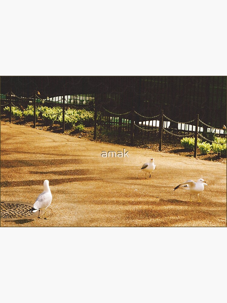 A Flock of Seagulls by amak