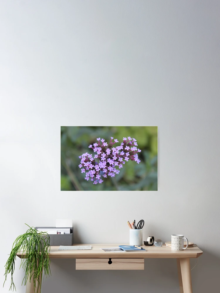 Thumbnail 2 of 3, Poster, Valariana Officinalis designed and sold by Raspberry-Cat.