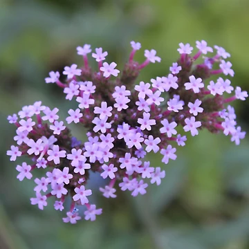 Artwork thumbnail, Valariana Officinalis by Raspberry-Cat