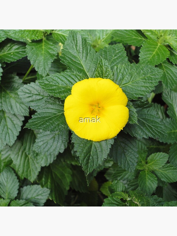 Yellow by amak