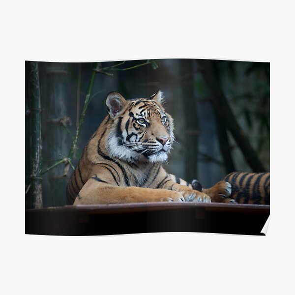 Tiger at rest Poster