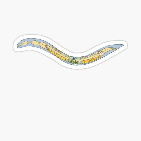 Item preview, C. elegans designed and sold by neurocosadibuja.