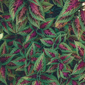 Artwork thumbnail, Leaf patterns by Basic310