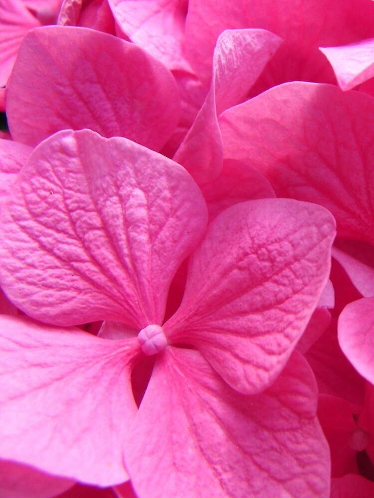 Thumbnail 4 of 4, iPhone Case, Hydrangea macrophylla designed and sold by Raspberry-Cat.