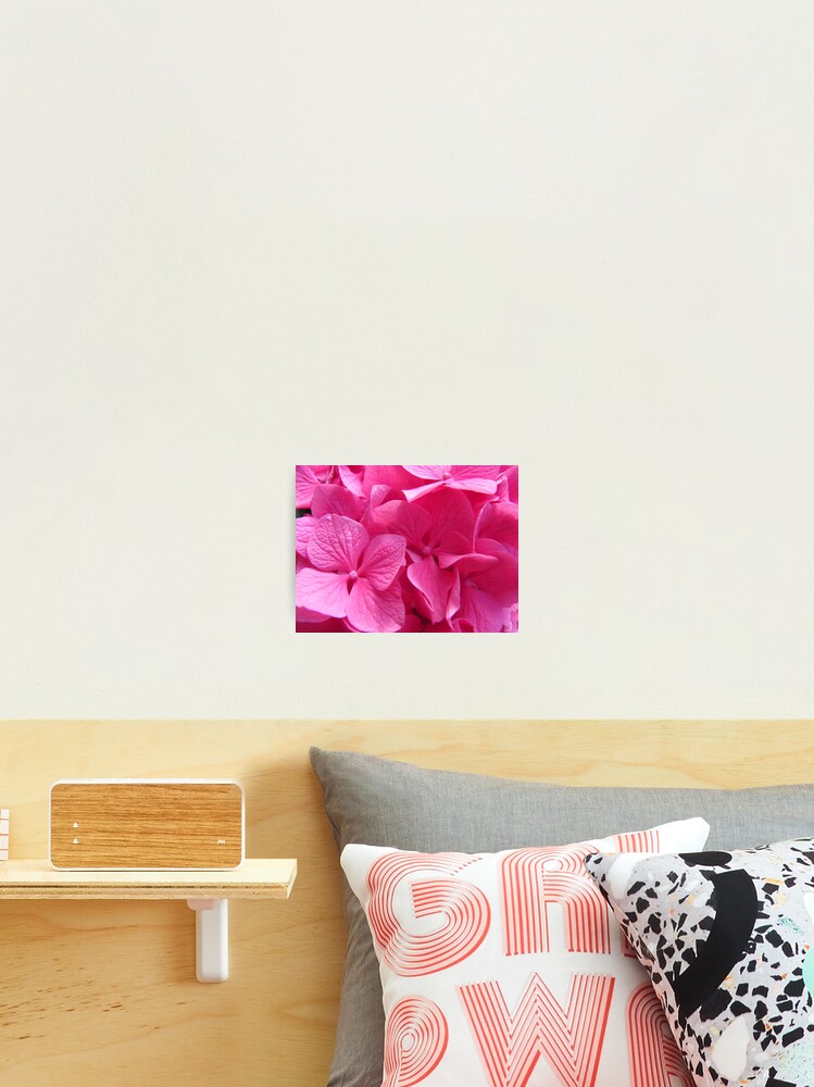 Thumbnail 2 of 3, Photographic Print, Hydrangea macrophylla designed and sold by Raspberry-Cat.