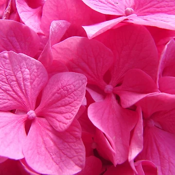 Artwork thumbnail, Hydrangea macrophylla by Raspberry-Cat