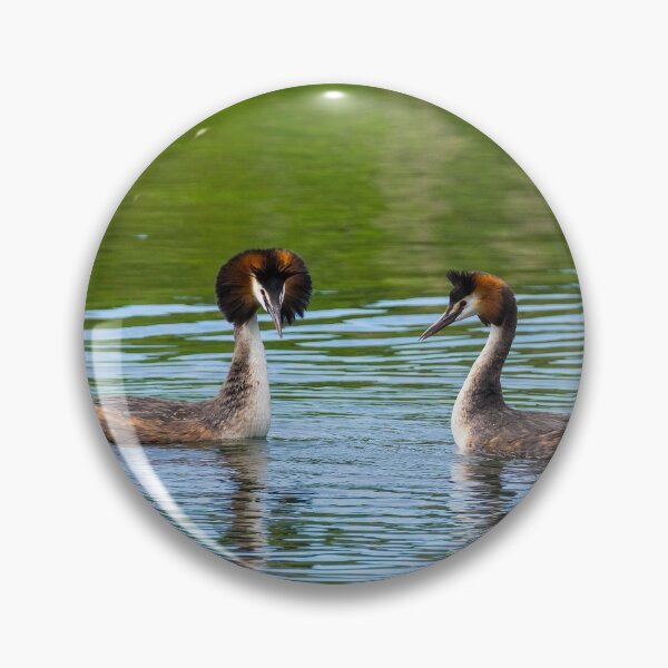 Item preview, Dancing Great Crested Grebes designed and sold by iCimages.net.