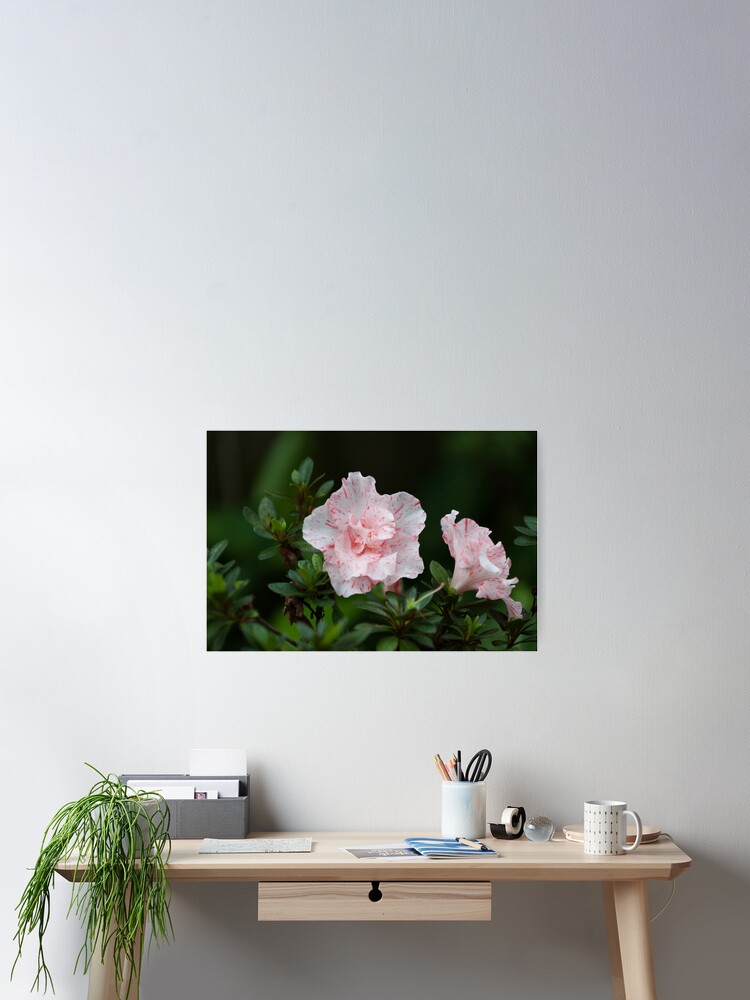 Póster «White and pink tiger-striped Azalea» de MetaPhysique | Redbubble