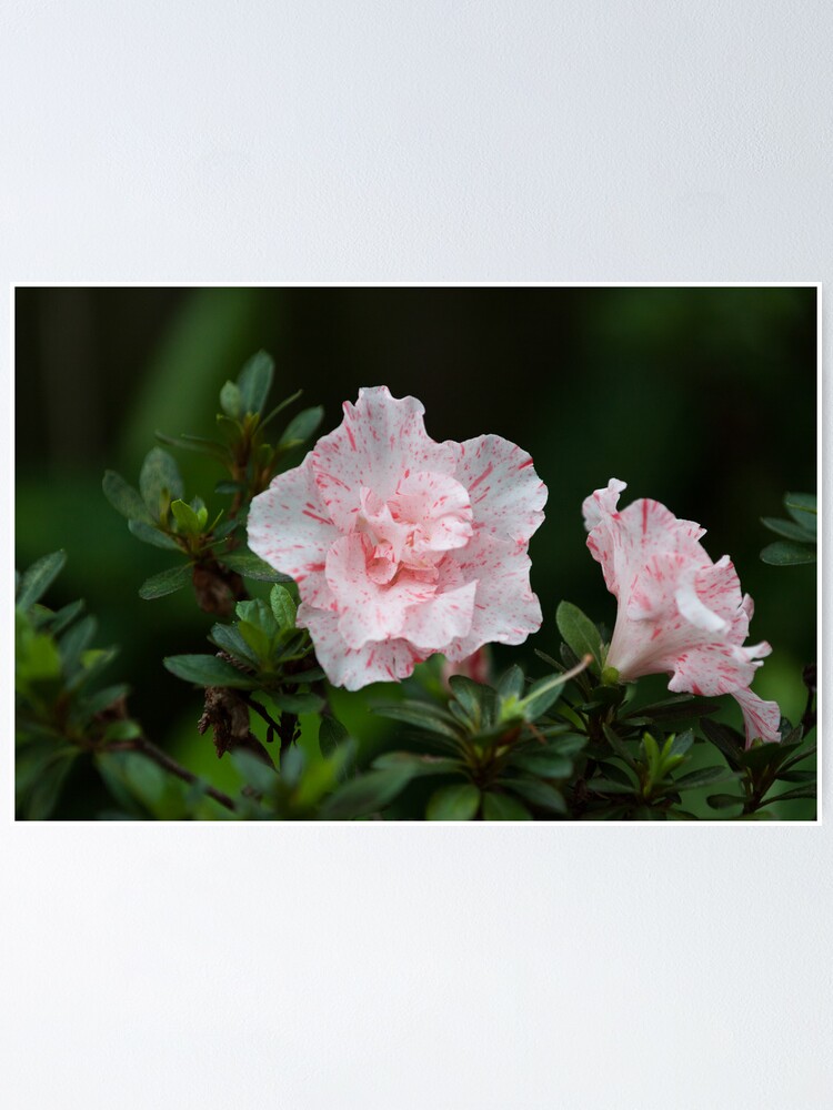 Póster «White and pink tiger-striped Azalea» de MetaPhysique | Redbubble